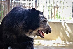 Un oso de anteojos en cautiverio en el Zoológico de Paraguaná, Venezuela