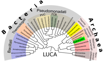 Árbol filogenético mostrando a Eukaryota dentro de Archaea