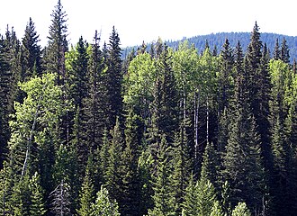 Bosque mixto en Alberta, Canadá