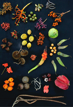 Diversas frutas y vegetales