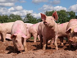 Ilustración taxonómica del cerdo doméstico