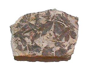 Hojas fósiles de Ginkgo