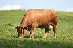 Vaca de raza rubia gallega