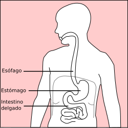 Esquema general del sistema digestivo destacando el estómago