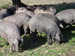 Cerdos ibéricos en libertad