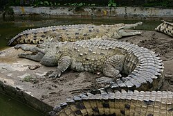Ilustración general del cocodrilo del Orinoco