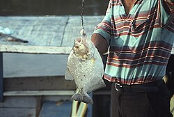 Pesca de piraña en el río Ucayali