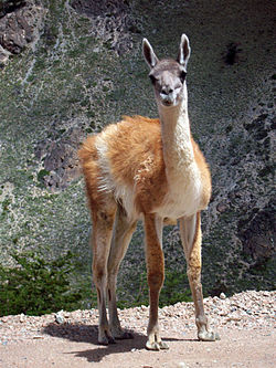 Guanaco austral en el camino al centro de esquí La Hoya, Chubut, Patagonia argentina.