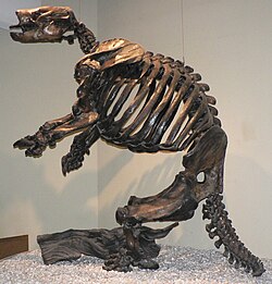 Esqueleto montado de Paramylodon