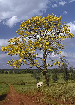 Lapacho amarillo (Tabebuia chrysotricha) en Avaré, São Paulo.