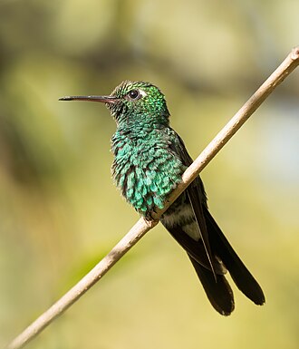 Ejemplar macho de esmeralda zunzún (Chlorostilbon ricordii)