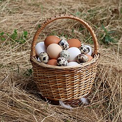 Huevos de gallina blancos y morenos junto a huevos de codorniz