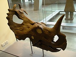 Cráneo de Centrosaurus