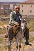 Burro