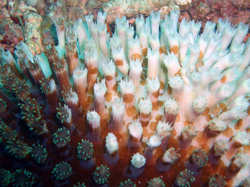 Coral afectado por cambios en el agua del océano