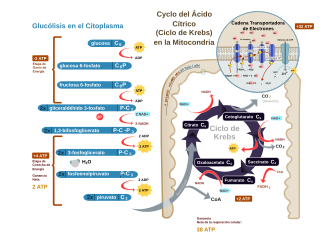 Representación de la respiración aeróbica dentro de una célula eucariota.