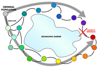 Diagrama de flujo genético en una especie en anillo