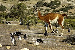 Un guanaco en la estepa patagónica cerca de los pingüinos en Punta Tombo