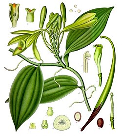 Planta de Vanilla planifolia