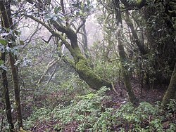 Bosque de laurisilva en La Gomera