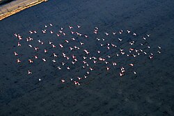Bandada de flamencos sobrevolando los humedales del Guadalquivir