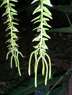 Lycopodiaceae con licofilos