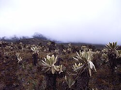 Paisaje del Páramo de las Papas en el Macizo Colombiano