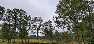 Bosque en Siguatepeque con clima subtropical húmedo