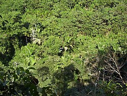 Parque nacional Madidi en Bolivia