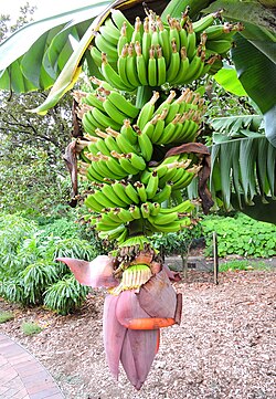 Ejemplar de Musa acuminata