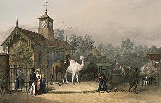 Zoológico de Regent's Park, Londres, 1835