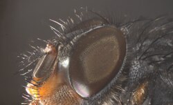 Cabeza de Drosophila melanogaster