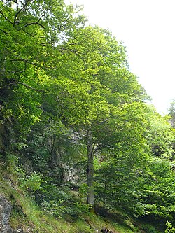 Haya común en un bosque asturiano