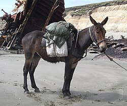 Mula de carga en los paisajes de Tierra del Fuego, Argentina