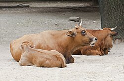 Vacas domésticas en un campo