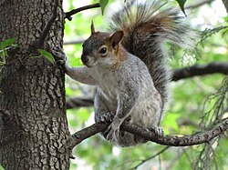 Ardilla gris mexicana (Sciurus aureogaster) en un entorno natural