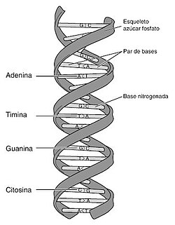 Representación esquemática de la molécula de ADN
