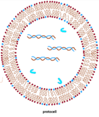 Representación esquemática de un protobionte