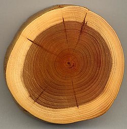 Sección transversal de una rama de tejo
