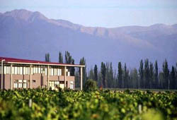 Viñedos en la Ruta del Vino