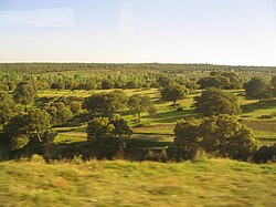 Paisaje de encinar en el Monte de El Pardo, Madrid