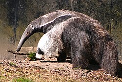 Oso hormiguero gigante en el zoológico de Copenhague