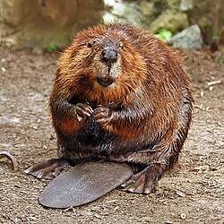Ejemplar de castor americano en el área protegida.