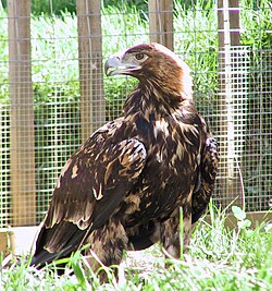 Águila imperial ibérica posada