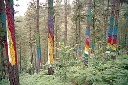 Bosque de Oma