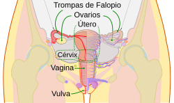 Los ovarios son las gónadas femeninas encargadas de producir los gametos femeninos y hormonas.