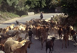 Rebaño de cabras en Sierra Nevada