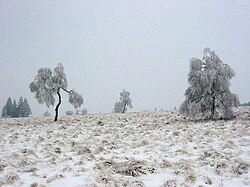 Paisaje invernal en Hautes Fagnes