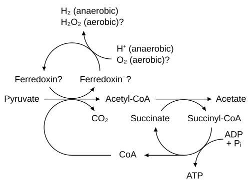 Modelo esquemático de la síntesis de ATP en hidrogenosomas mostrando la intervención de la Coenzima A.