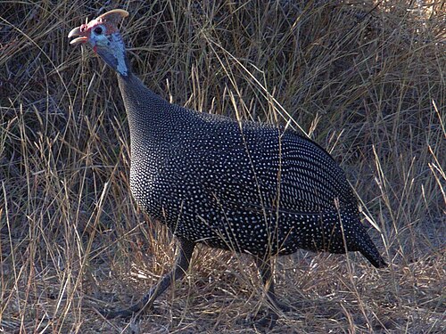 Ejemplar de gallina de Guinea